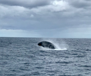 breaching whale back
